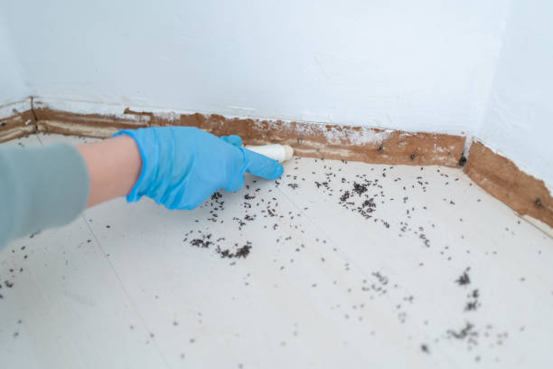 Best Ant Control Services  in Somerville, TX